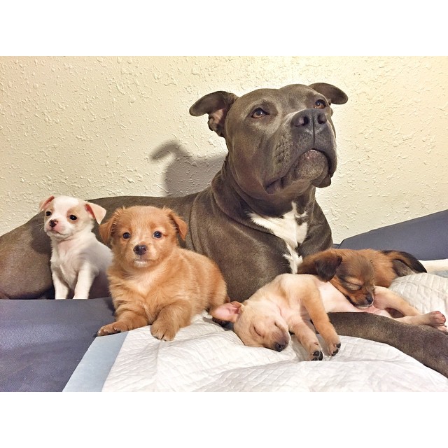 chihuahua pit puppies