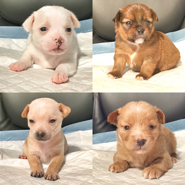 chihuahua pit puppies