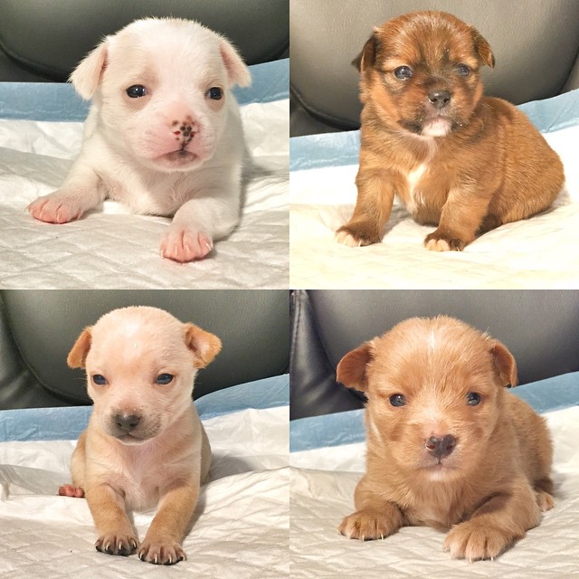 pit chihuahua mix puppies